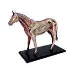 Guía completa: Partes del cuerpo de los caballos y los mejores productos para su cuidado