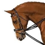Guía de compra: Las mejores riendas alemanas para caballos en 2021