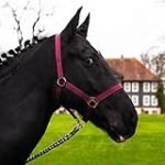 Análisis y comparativa de los mejores productos para caballos Pura Sangre: Descubre las recomendaciones para tu caballo Frisón